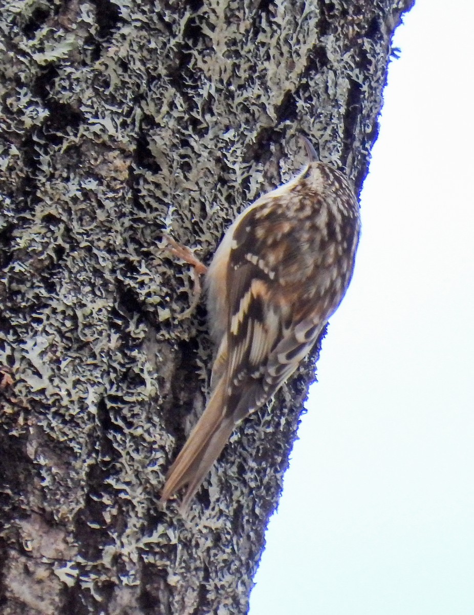 Brown Creeper - ML296461471