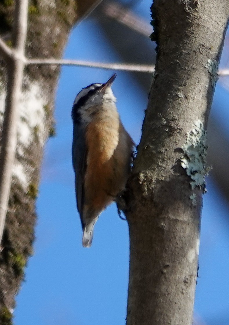 Red-breasted Nuthatch - ML296463321