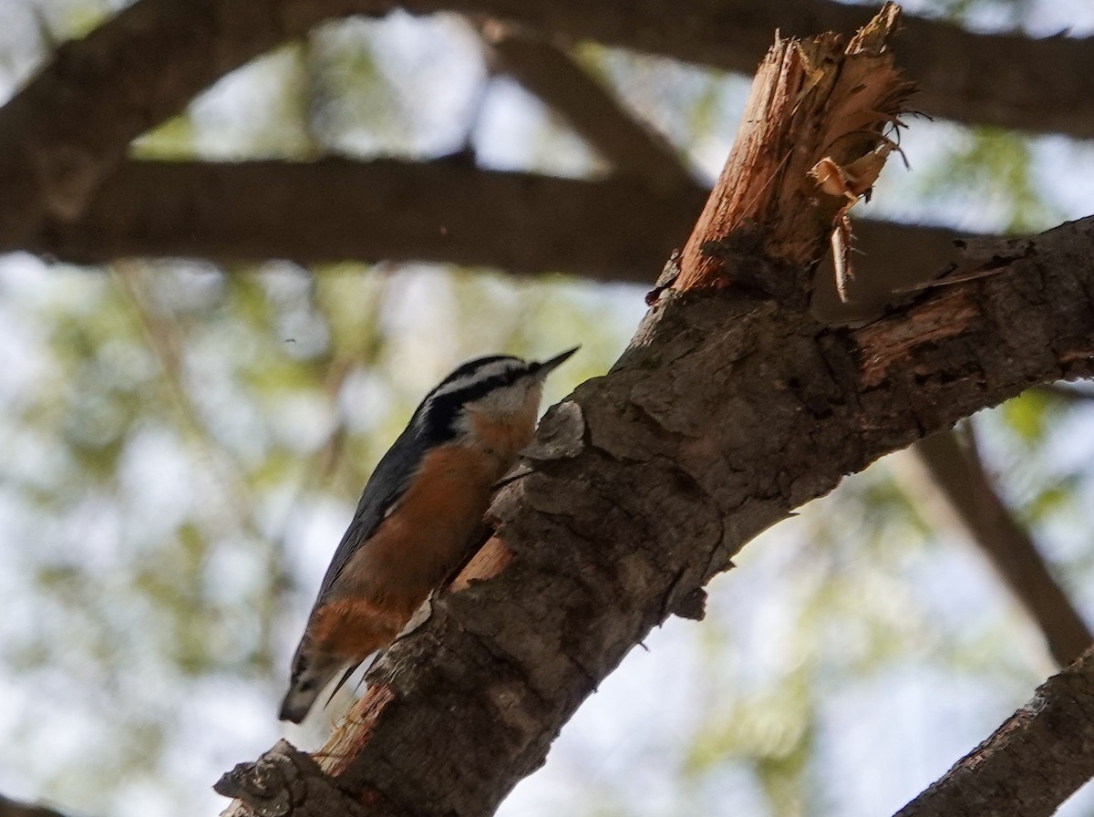 Red-breasted Nuthatch - ML296463331