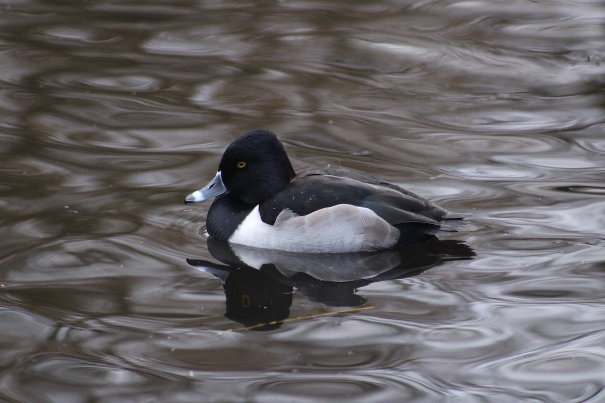 Ring-necked Duck - ML296464961