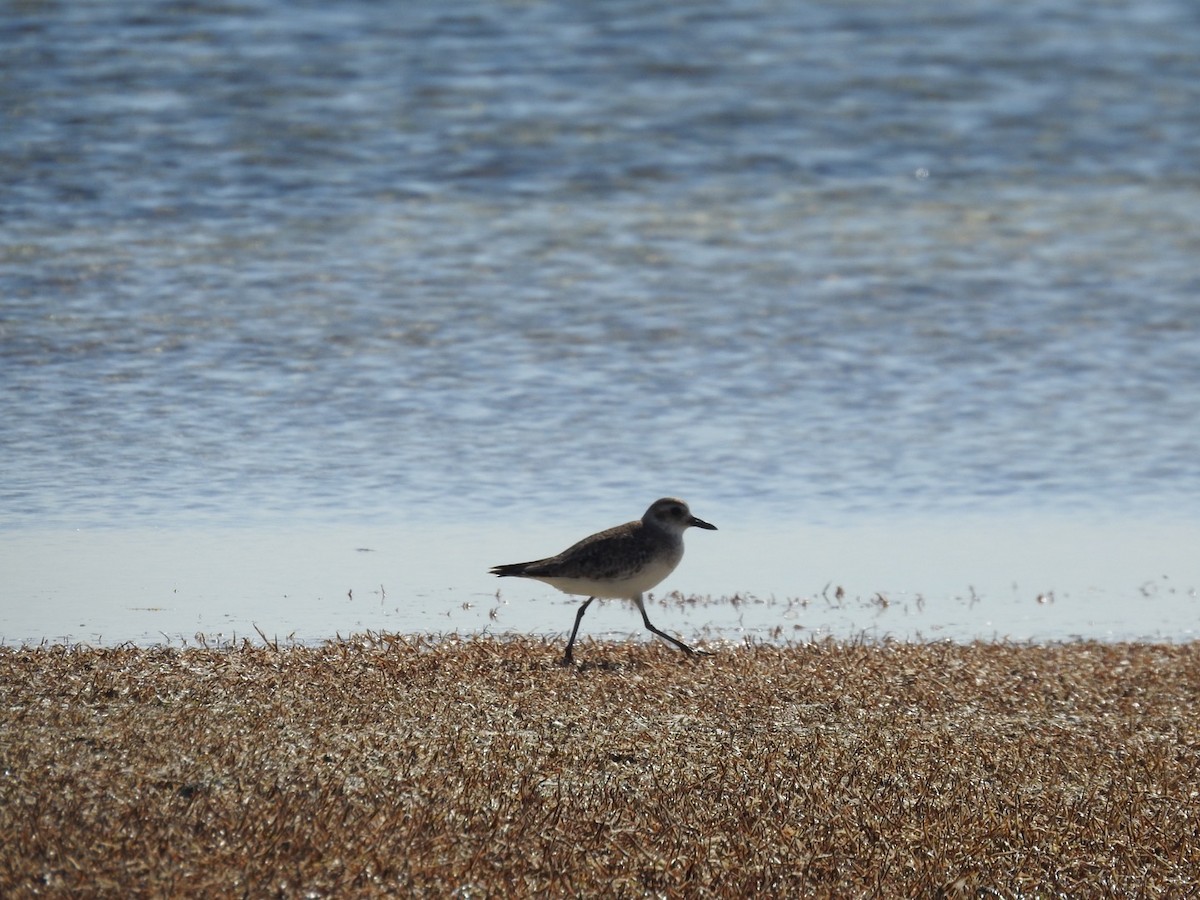 Black-bellied Plover - ML296467301