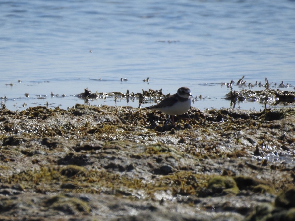 Semipalmated Plover - inger hansen