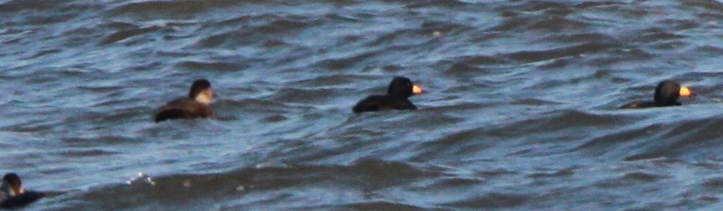Black Scoter - ML296473541