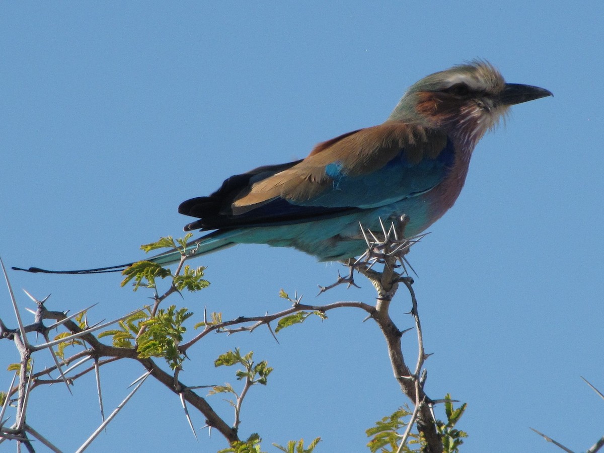 Lilac-breasted Roller - ML296476791