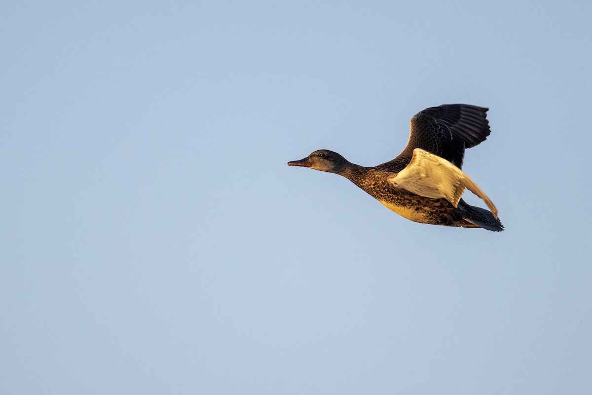 Gadwall - Michael Stubblefield