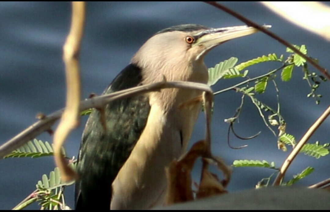 Little Bittern - ML296478121