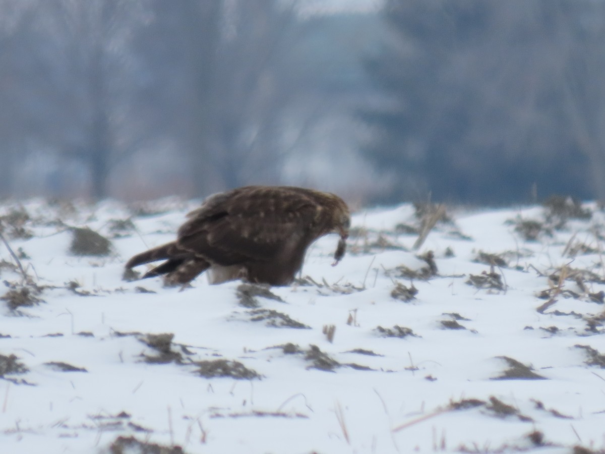 Rough-legged Hawk - ML296480401