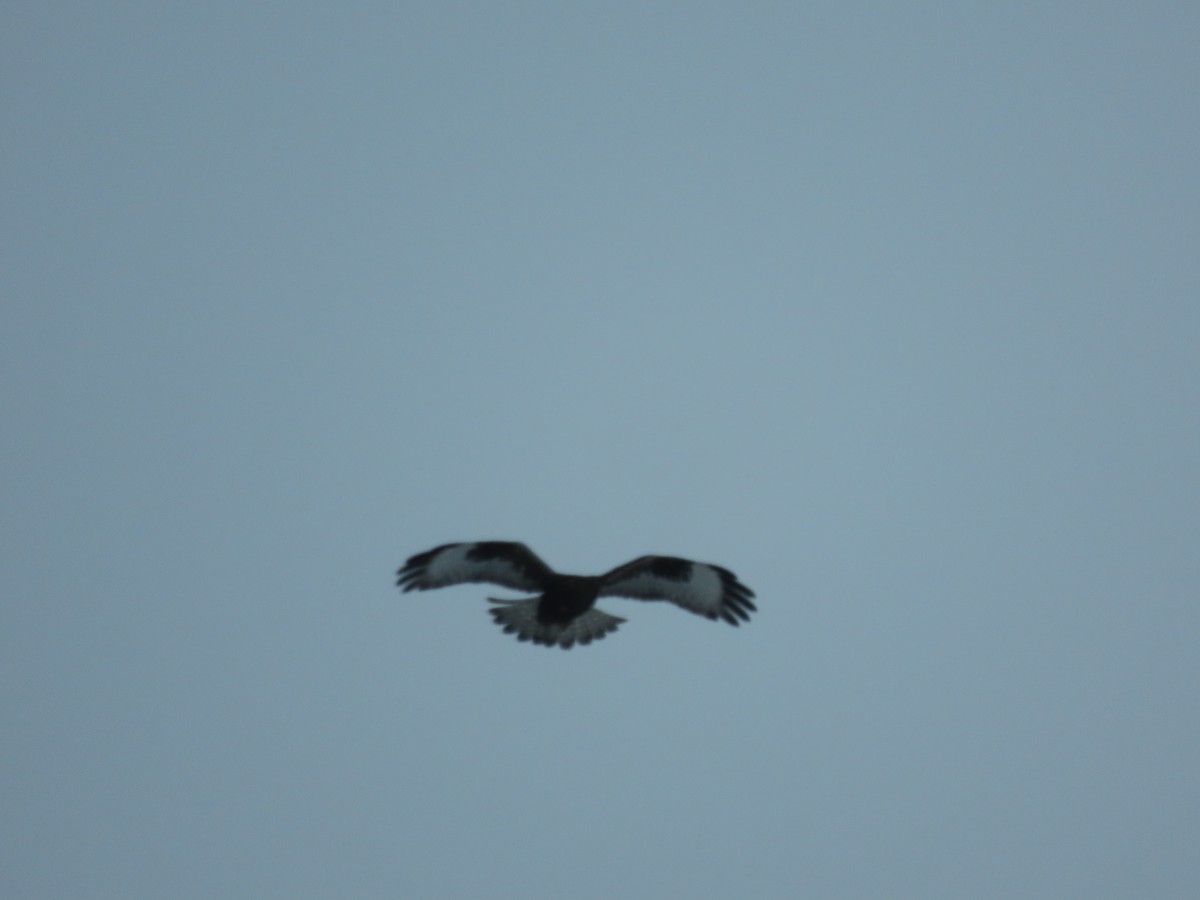 Rough-legged Hawk - Michel J. Chalifoux