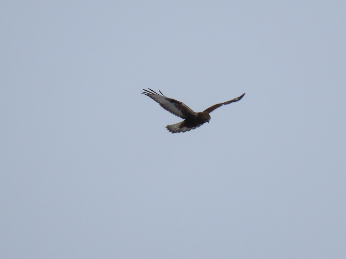 Rough-legged Hawk - Michel J. Chalifoux