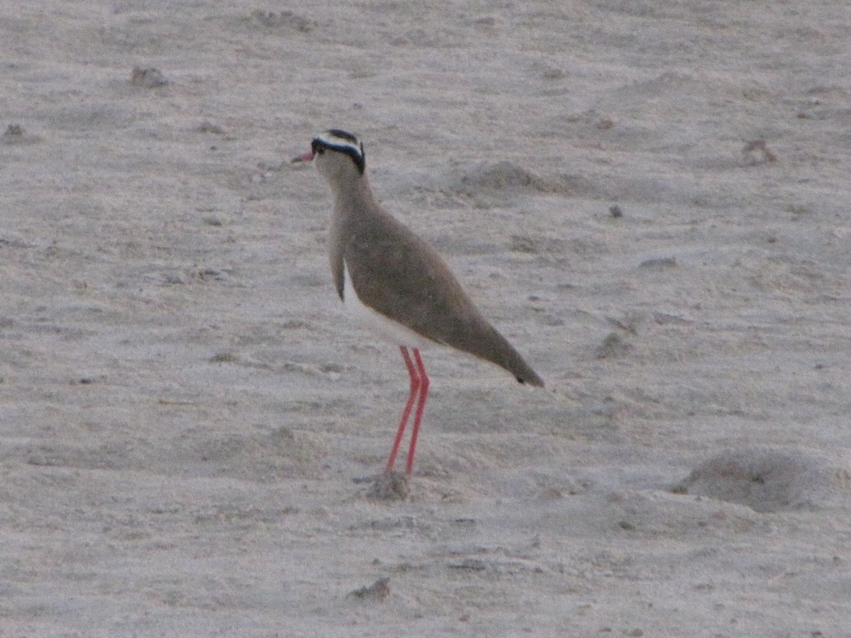 Crowned Lapwing - ML296480691