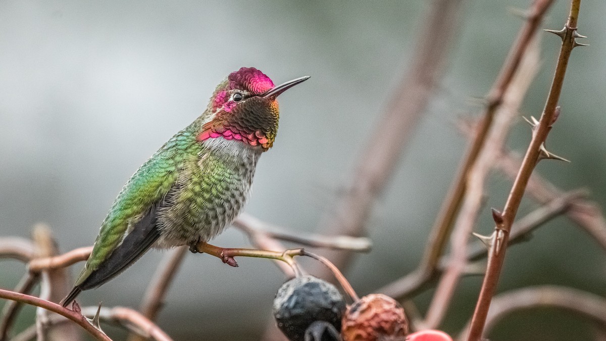 Anna's Hummingbird - Garrett Hughes