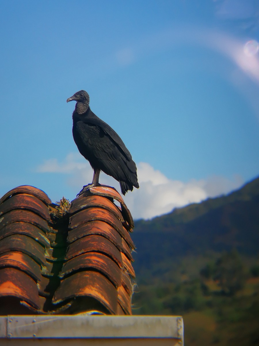 Black Vulture - Erick Nicolás Patiño Acosta