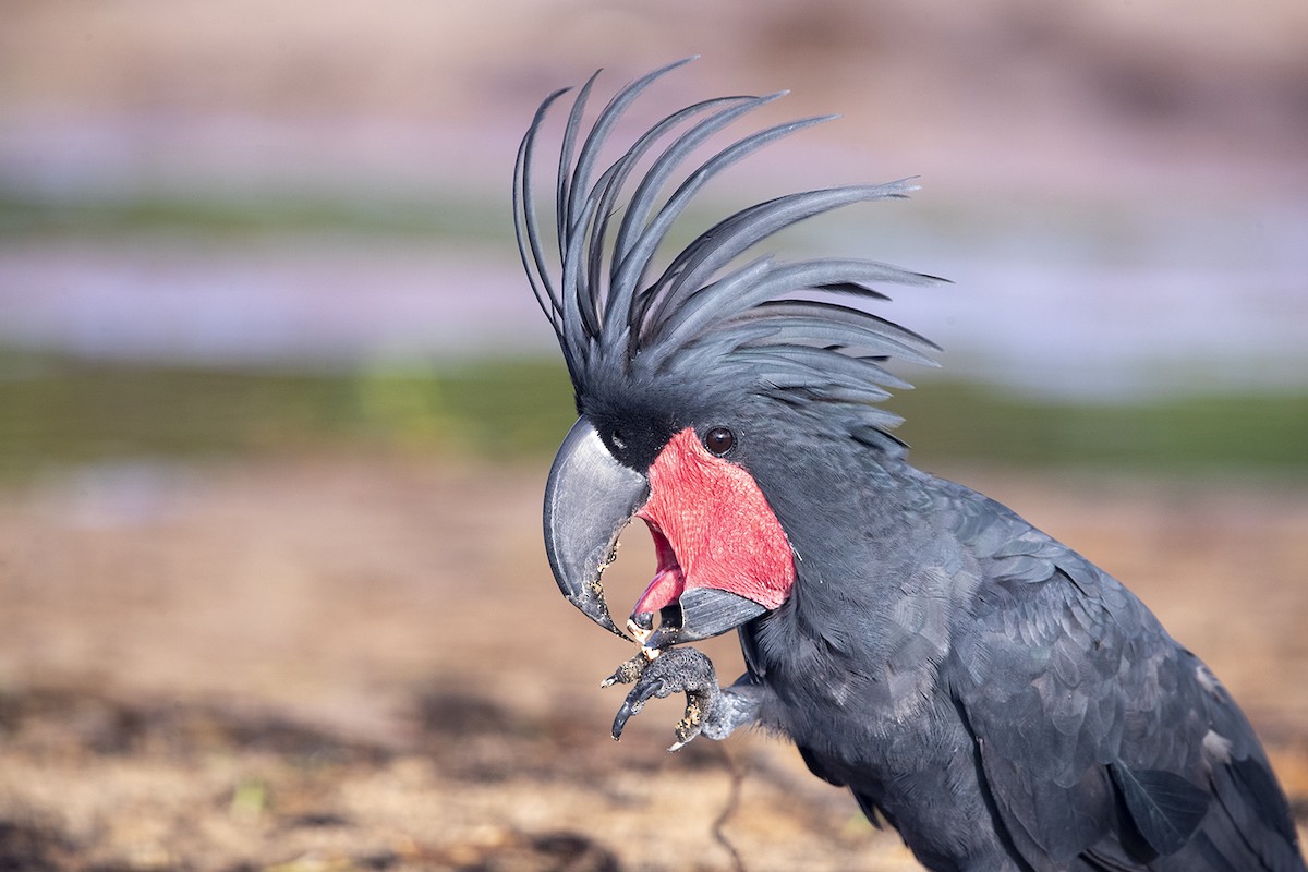 Palm Cockatoo - Laurie Ross | Tracks Birding & Photography Tours