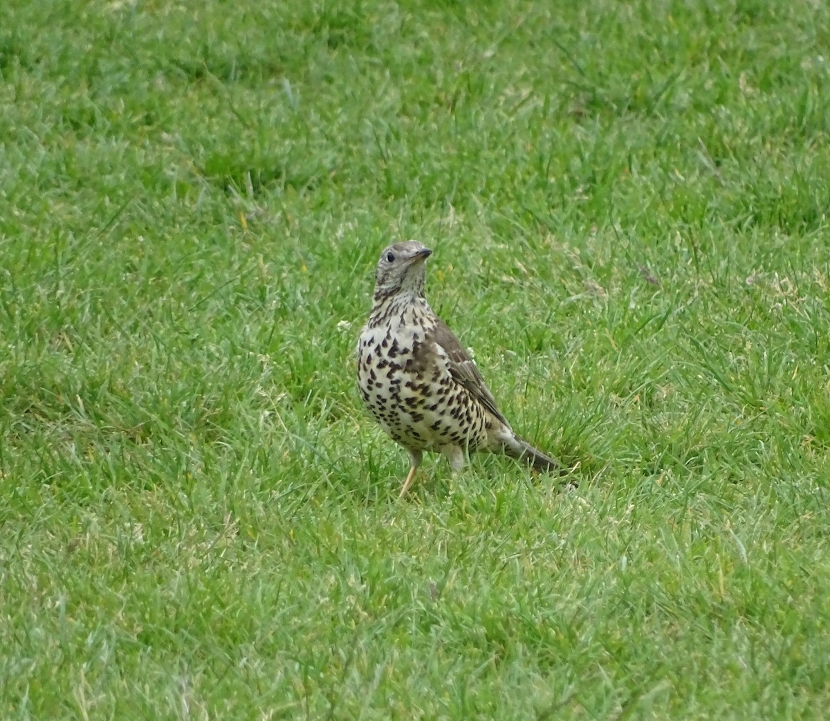 Mistle Thrush - Stephen Harris