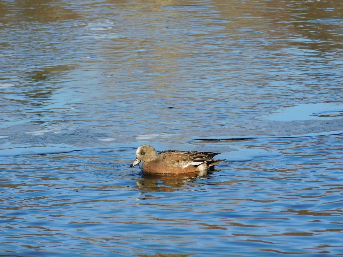 American Wigeon - Noah Henkenius