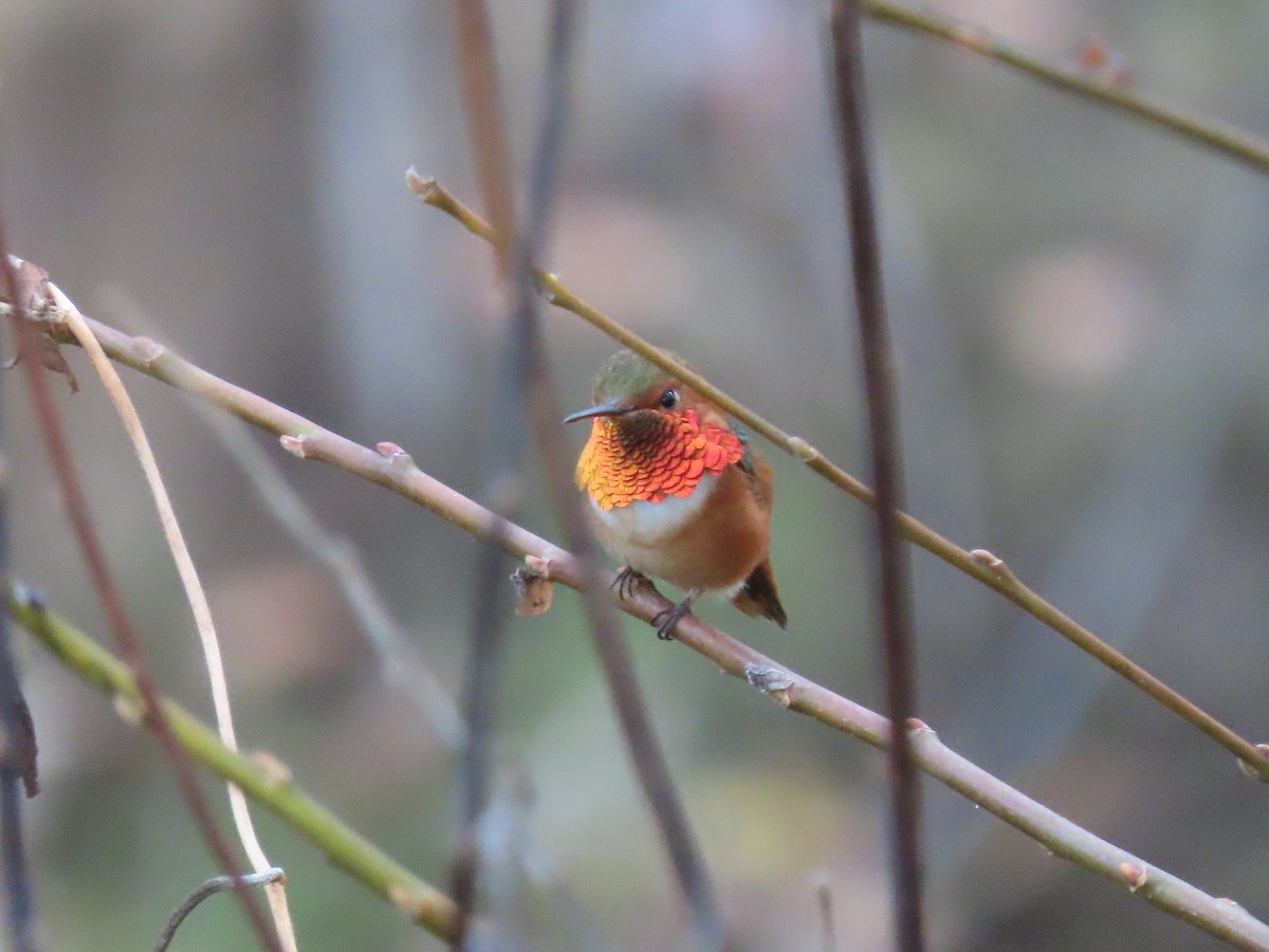 Allen's Hummingbird - Joan Kent