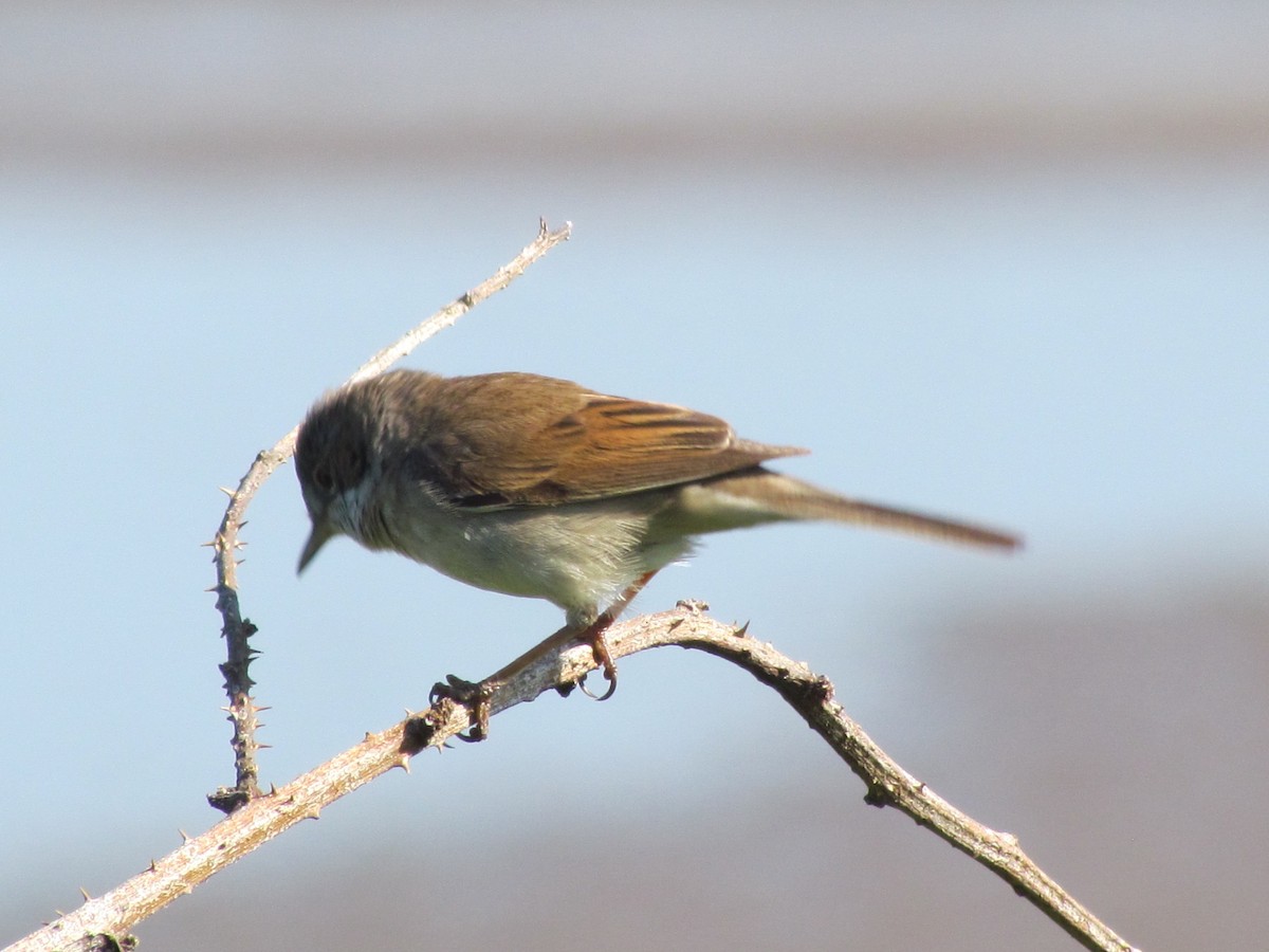 Greater Whitethroat - ML29648581