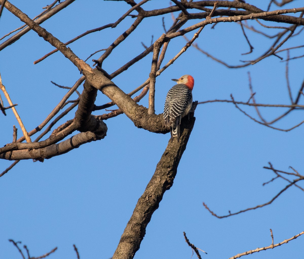 Red-bellied Woodpecker - ML296485811