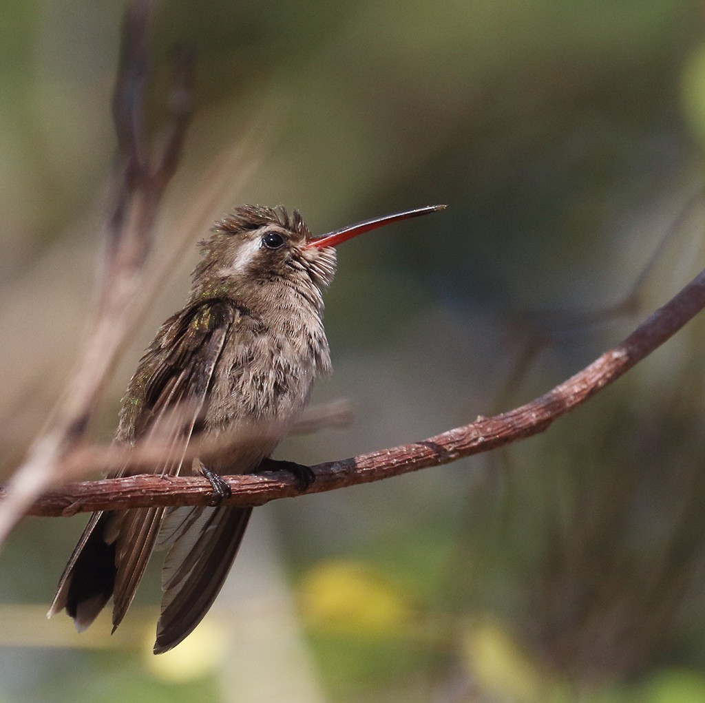 Turquoise-crowned Hummingbird - ML296487711