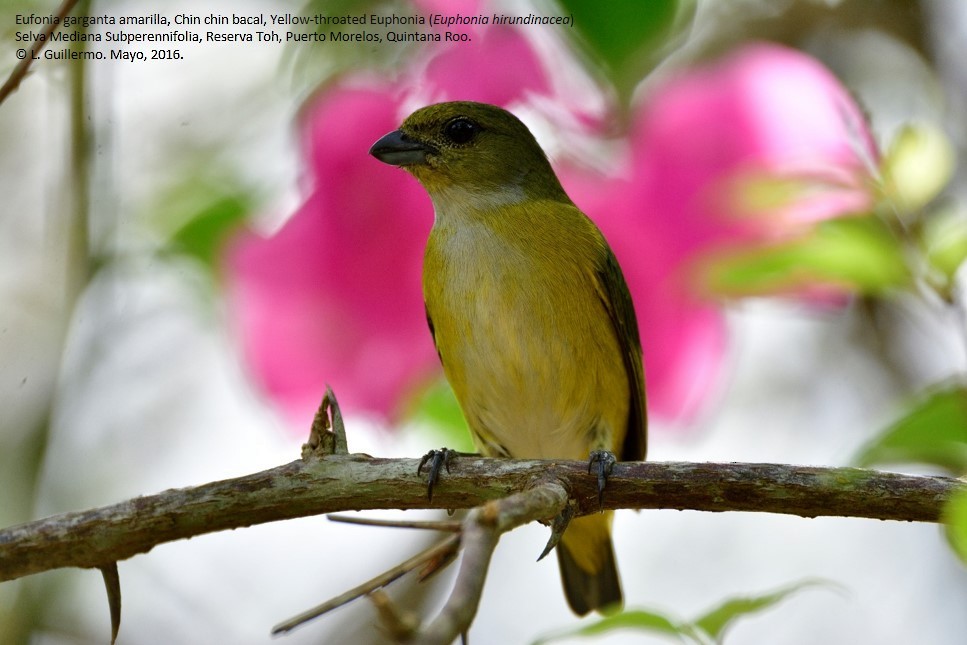 Yellow-throated Euphonia - Luis Guillermo
