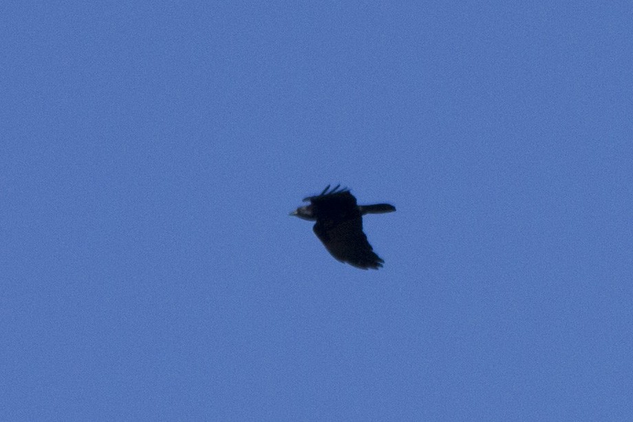 Fish Crow - ML296490851