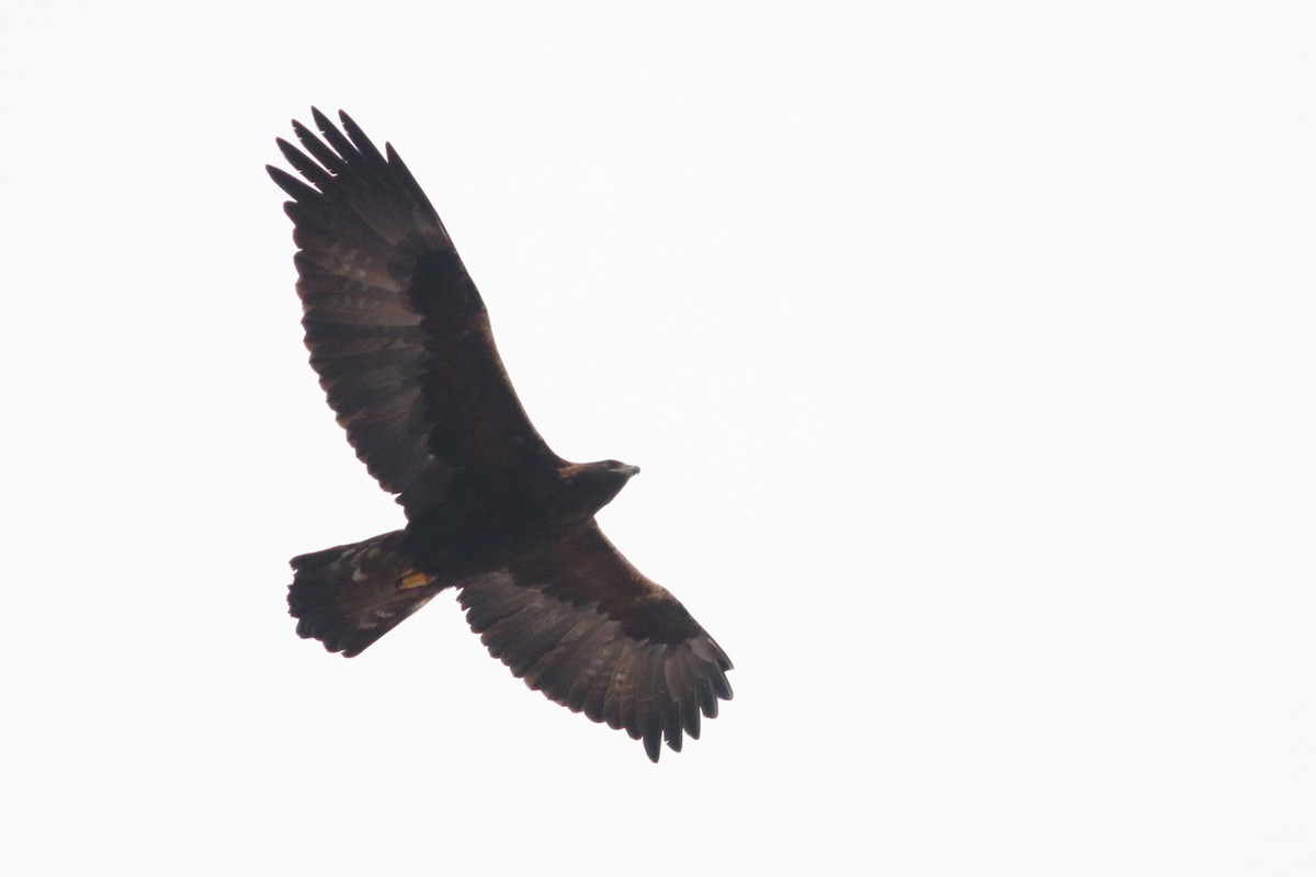 Golden Eagle - ML296491201