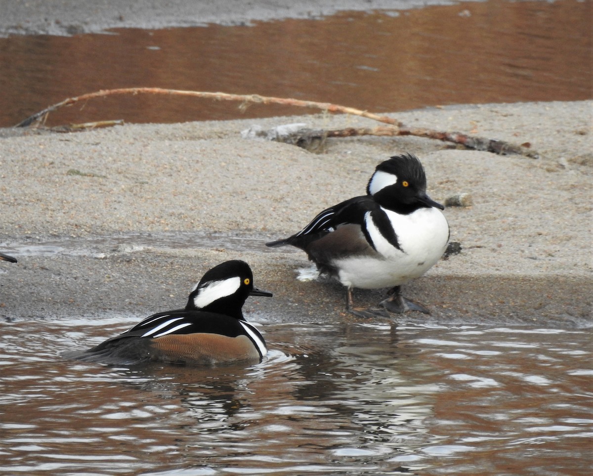 Hooded Merganser - ML296491621