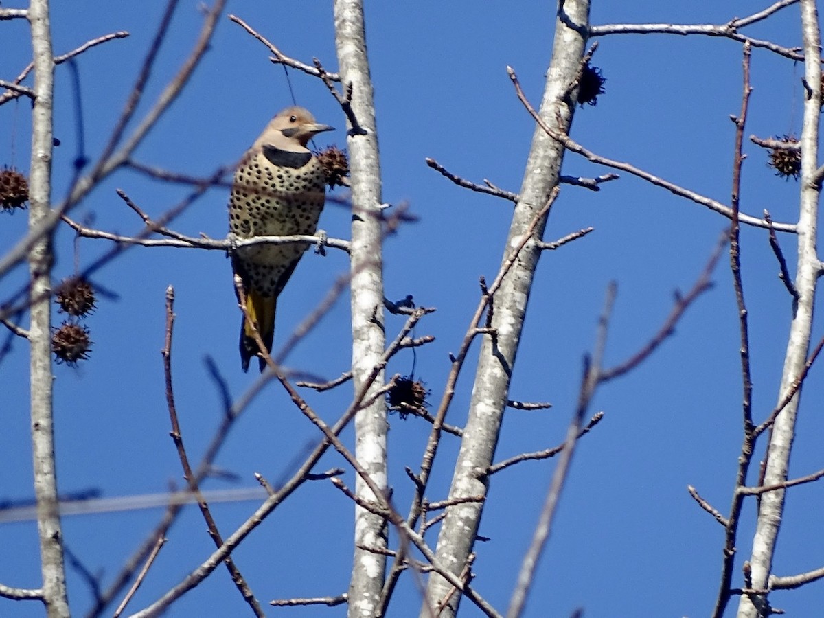 Northern Flicker - ML296494901