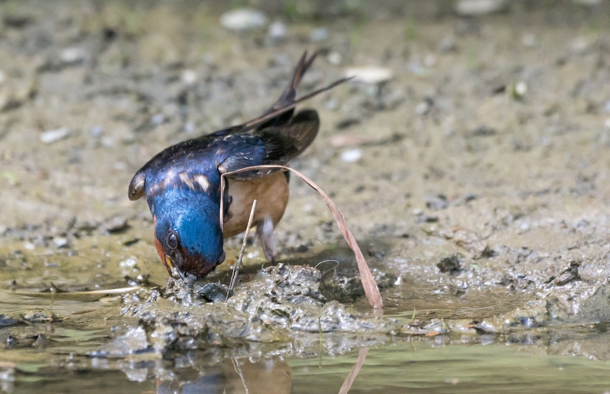 Barn Swallow - John Sutton