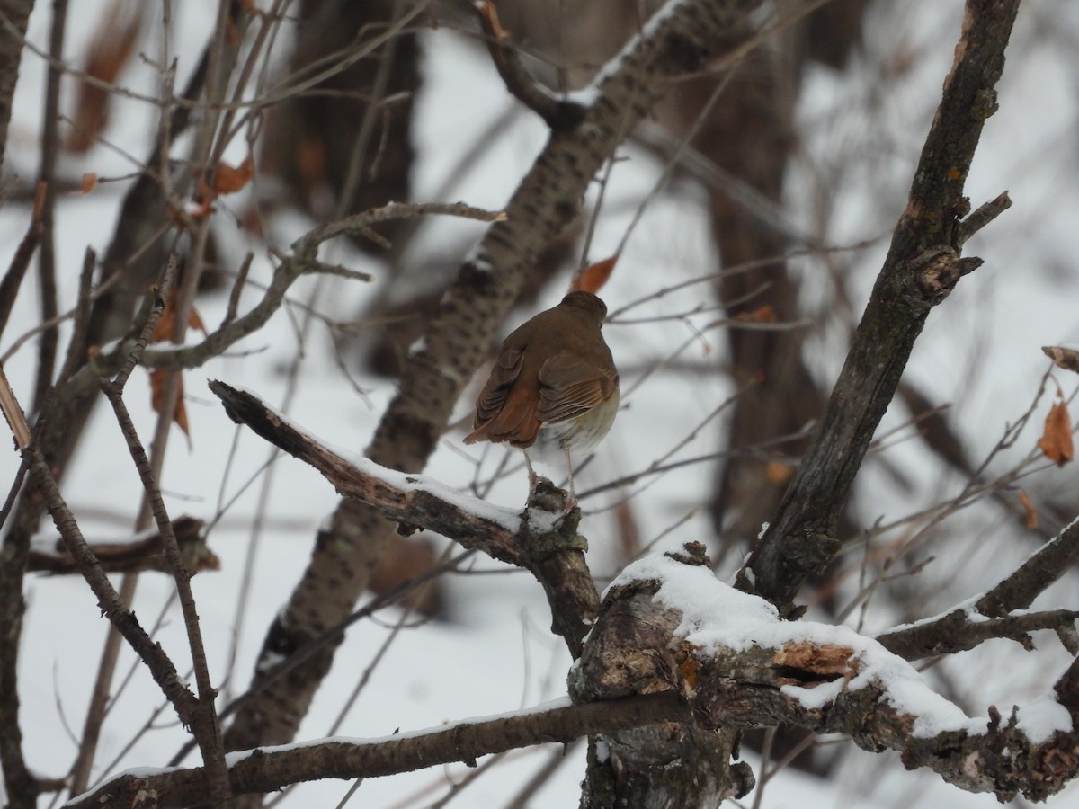 Hermit Thrush - ML296496501