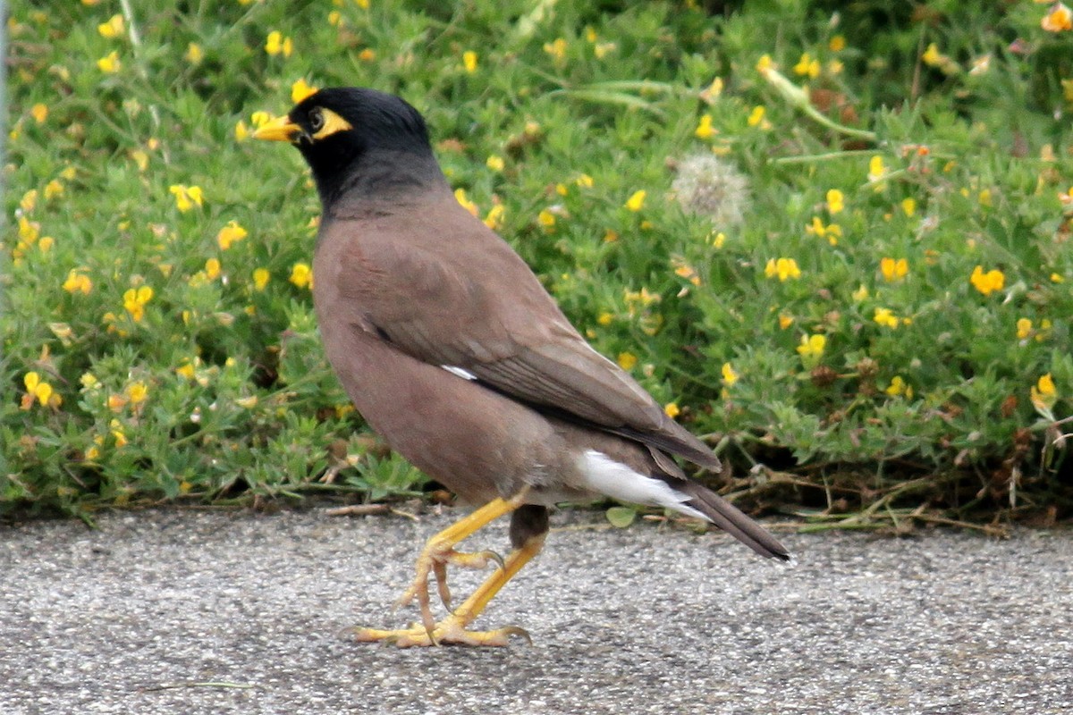 Common Myna - Alan Atkinson