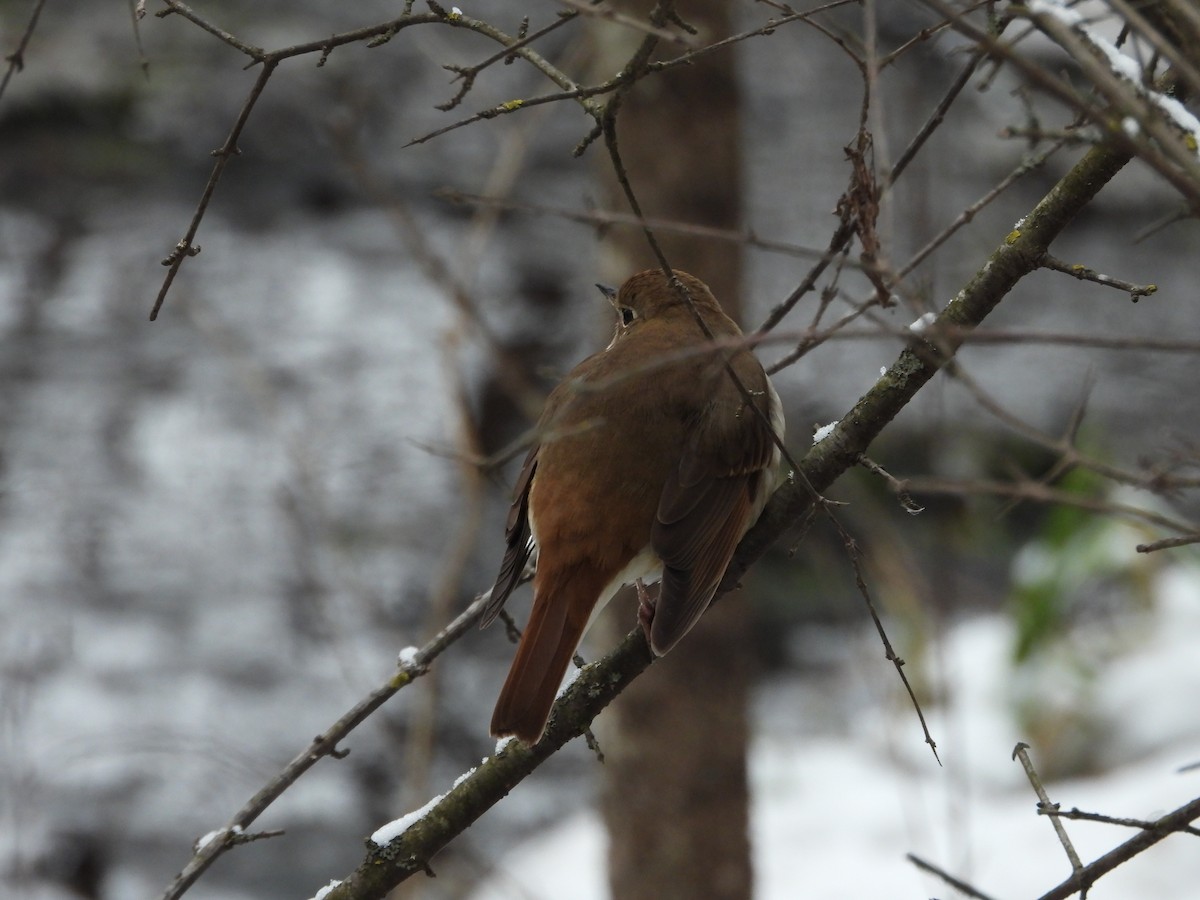 Hermit Thrush - ML296496891