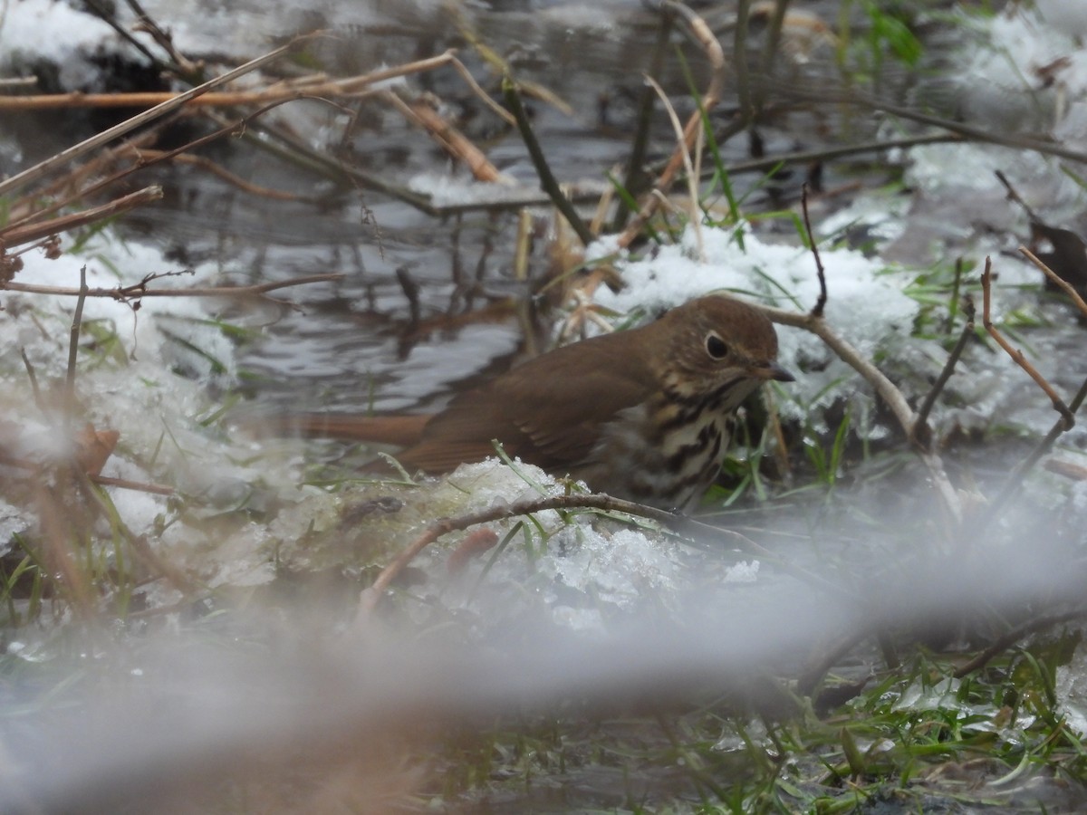 Hermit Thrush - ML296497291