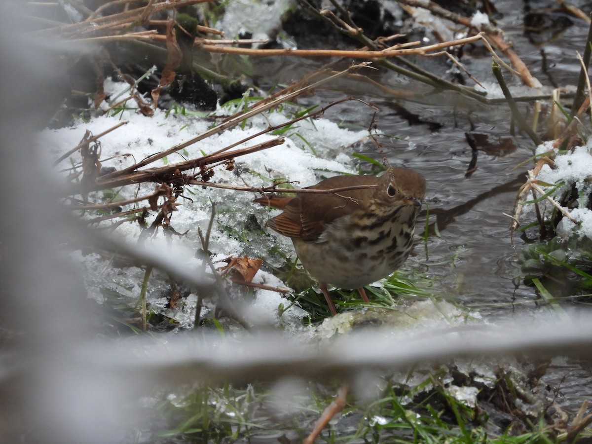 Hermit Thrush - Ben Douglas