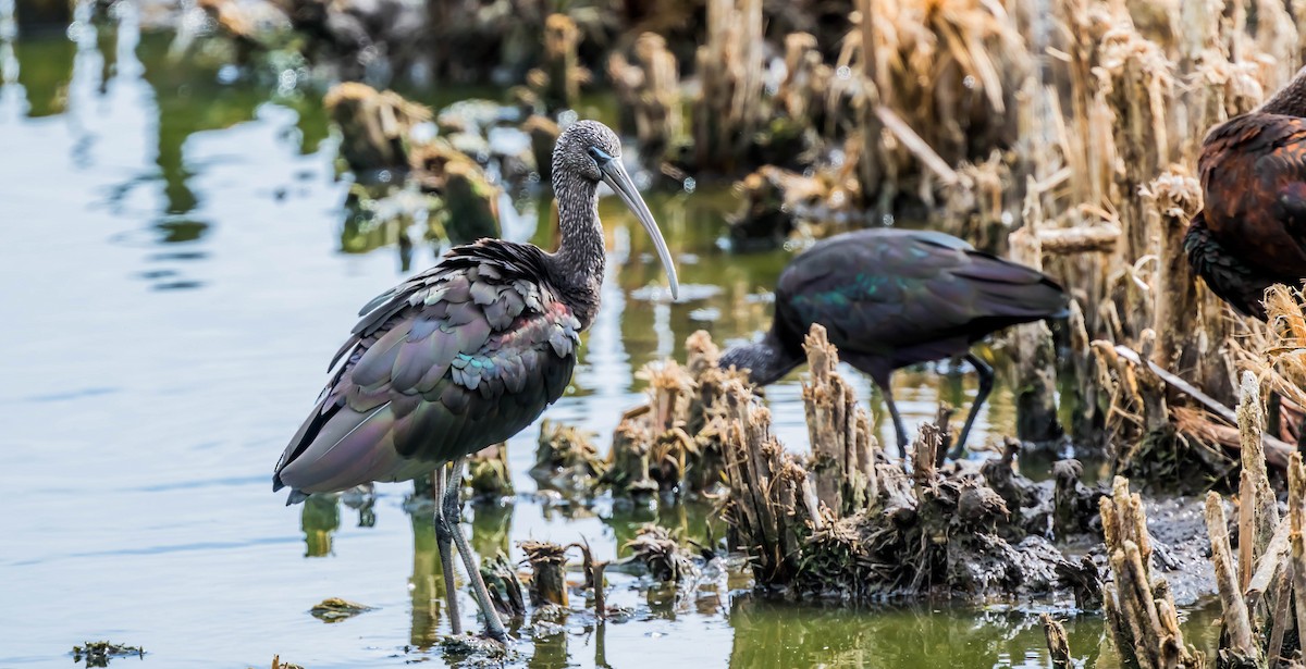 Glossy Ibis - Francisco Pires