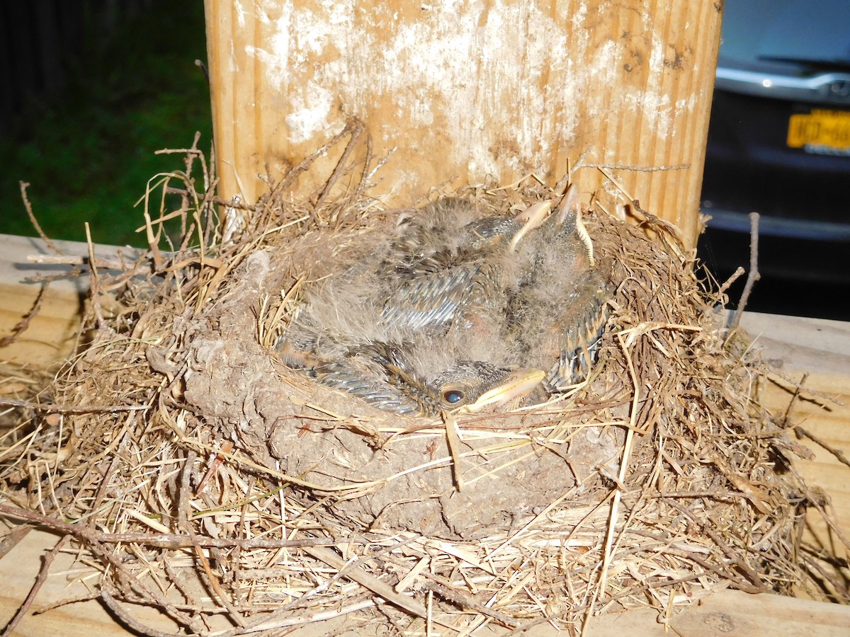 American Robin - ML29649901