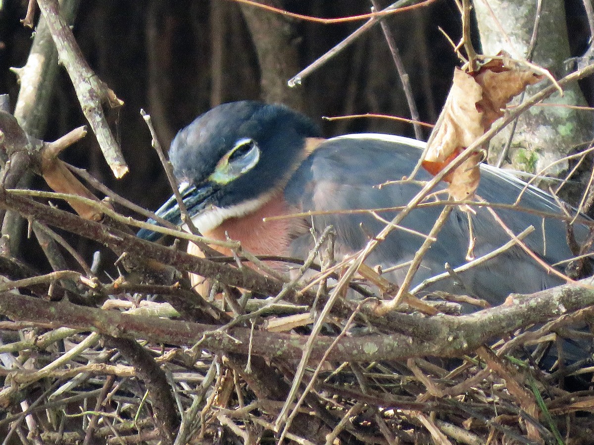 White-backed Night Heron - ML296501501