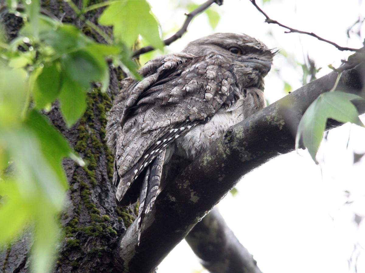 Tawny Frogmouth - ML29650181