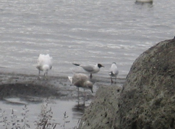 Gaviota Groenlandesa (glaucoides) - ML296503931