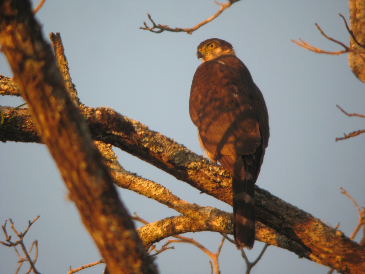Bicolored Hawk - ML296504041