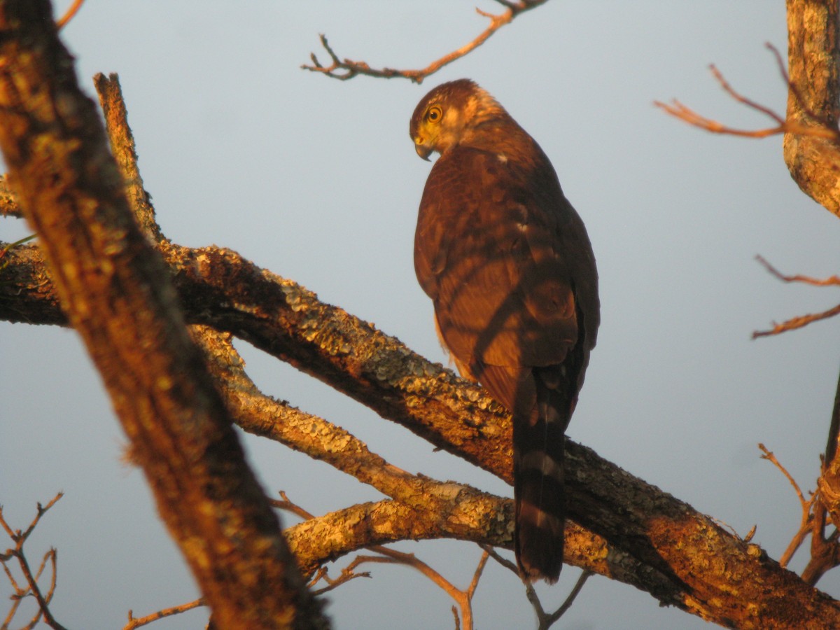 Bicolored Hawk - ML296504141