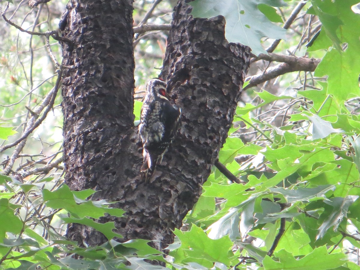 Yellow-bellied Sapsucker - ML296507551