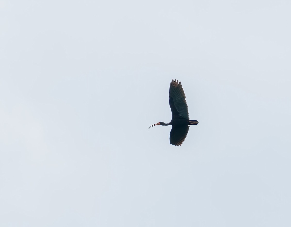 Bare-faced Ibis - ML296507651