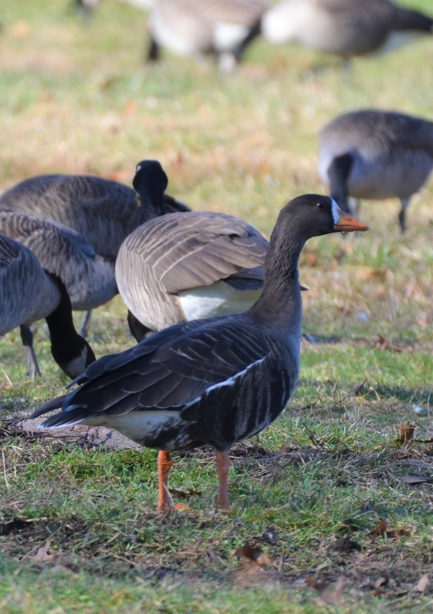 Greater White-fronted Goose - ML296511291