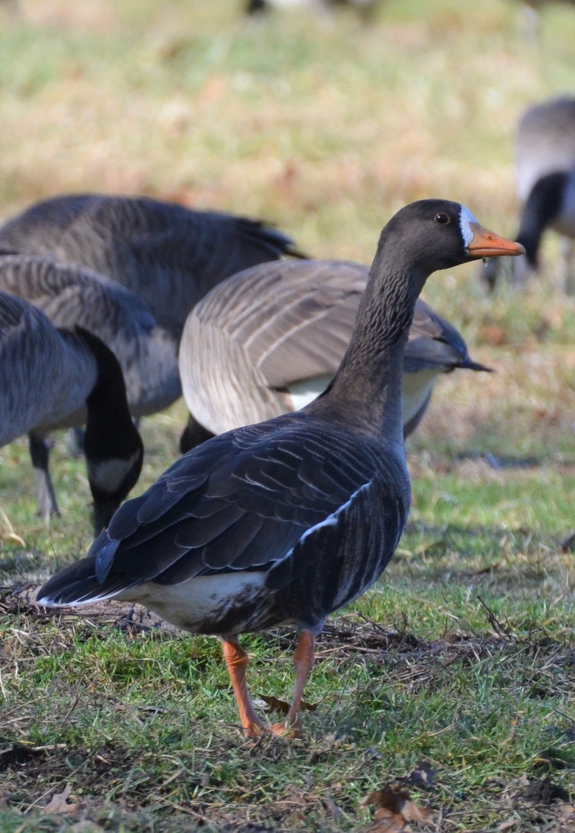 Greater White-fronted Goose - ML296511311