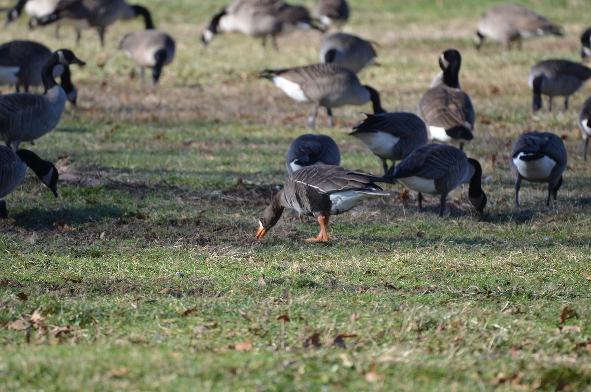 Greater White-fronted Goose - ML296511371