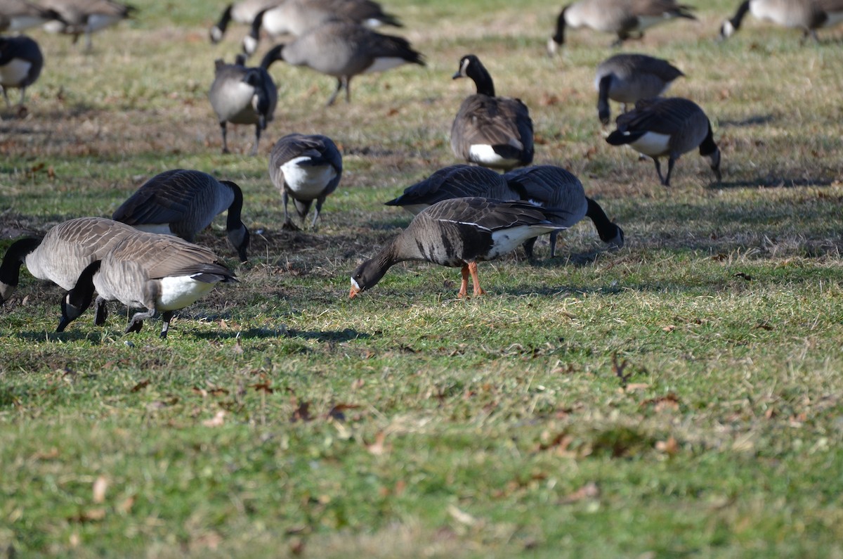 Greater White-fronted Goose - ML296511381