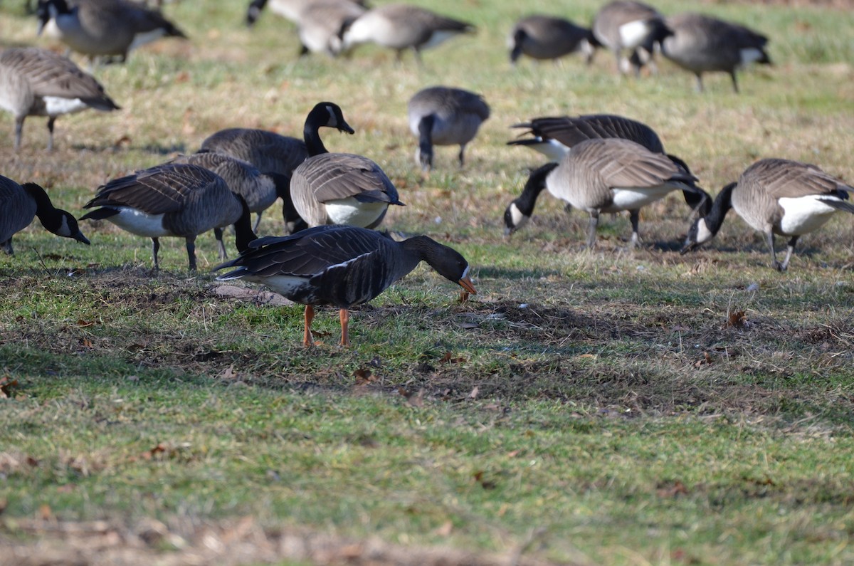 Greater White-fronted Goose - ML296511401