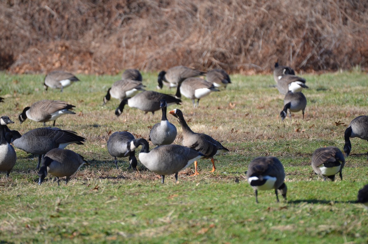 Greater White-fronted Goose - ML296511411