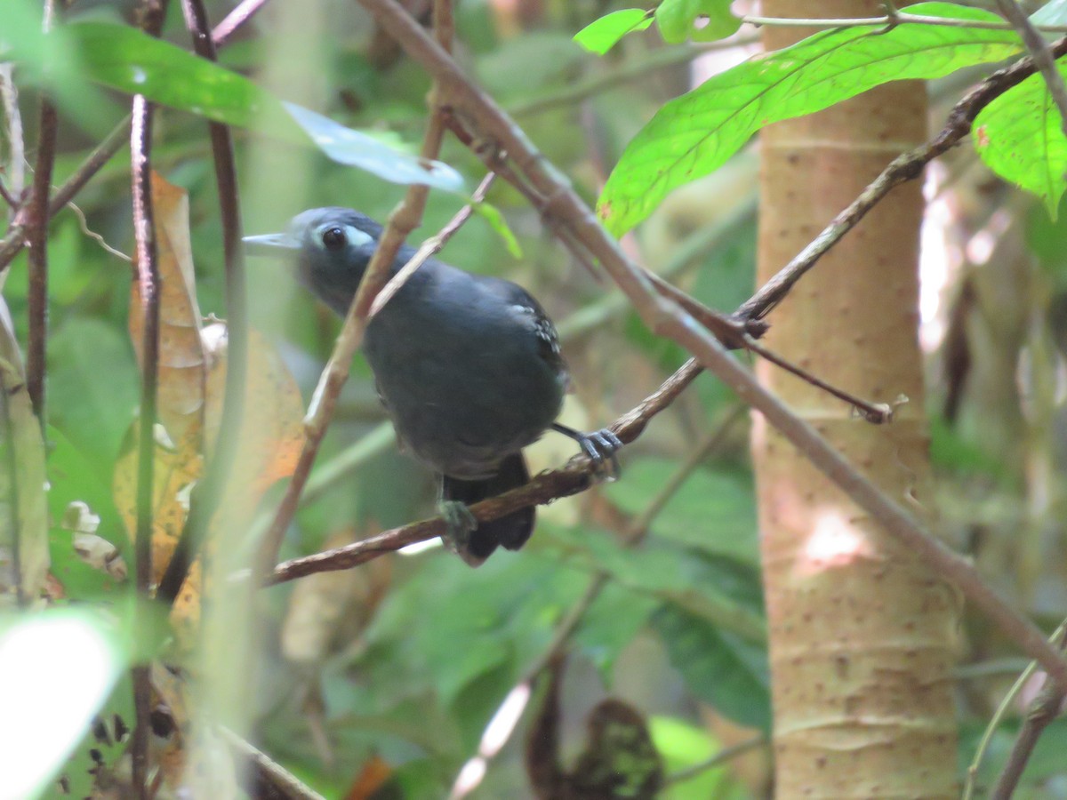 Bleigrau-Ameisenvogel - ML296511691